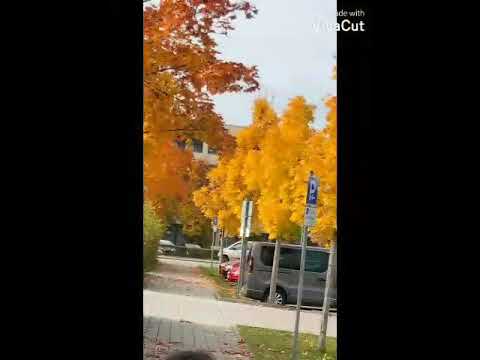 هو أحمد ومحمد بهديه نتعبد يارب صل عليه