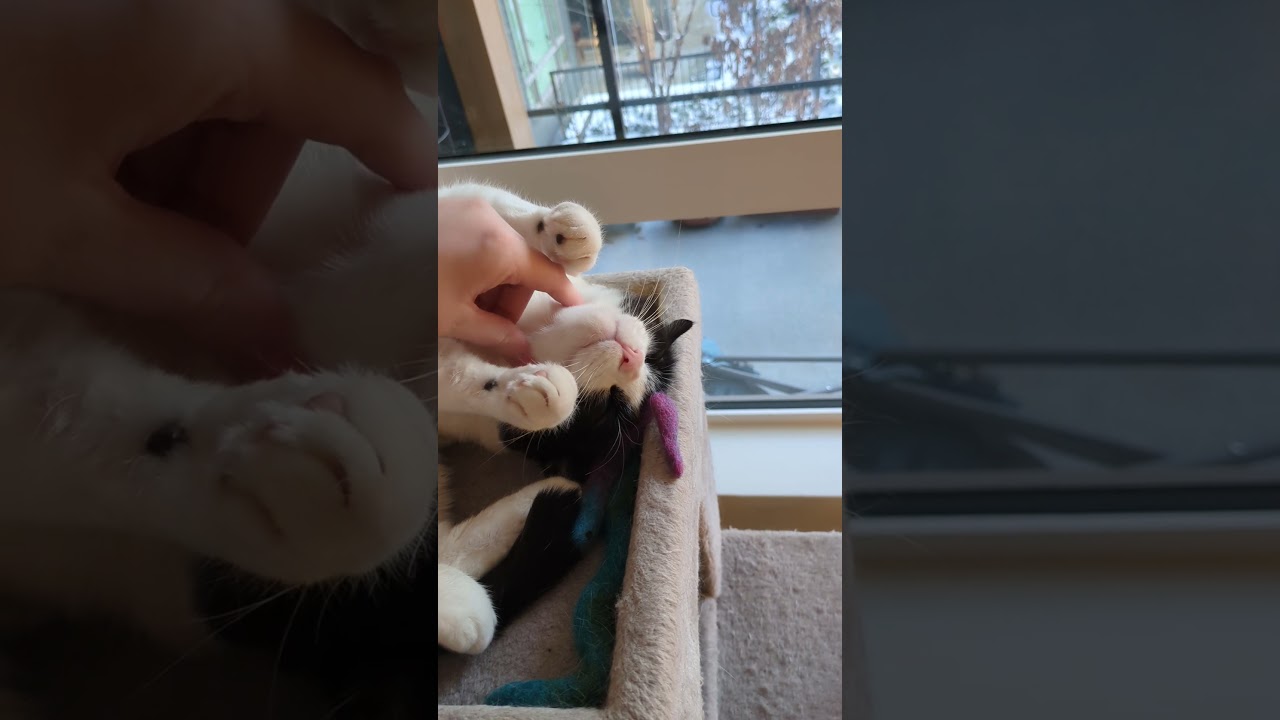 Snuggle bug accepting pets! 