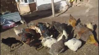 Tavukların Kevifli Yem Saati Öyhayatı