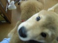 柴犬姉妹　抱っこトレーニングの成果　病院にて処置を待つ