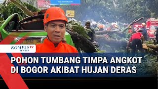 Empat Pohon Tumbang Akibat Hujan Deras Disertai Angin Kencang di Bogor, Timpa Satu Angkot
