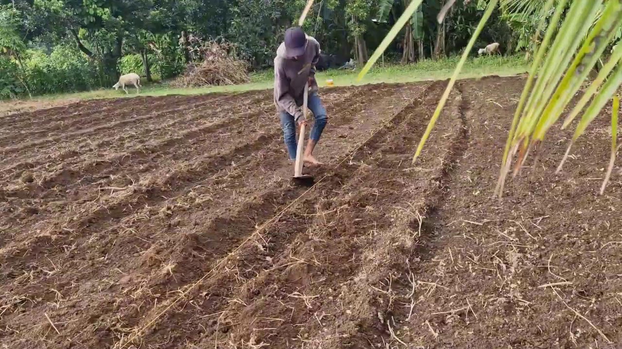 VILLAGE FARMING TIPS: PREPARING LAND FOR CORN PLANTING USING SIMPLE TOOLS!  -Agriculture Farming