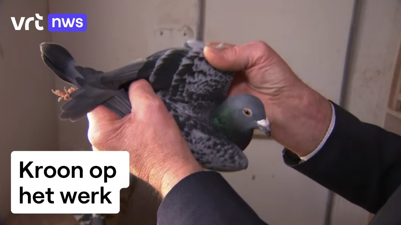 Duivenmelker verkoopt zijn 200 duiven voor 400.000 euro