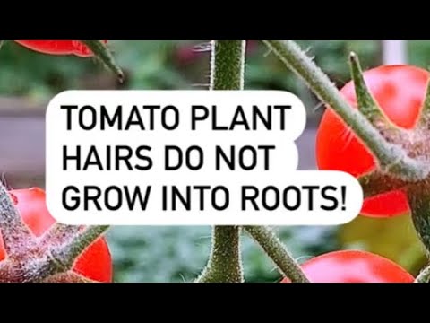 Video: Adventitious Root Growth - Impormasyon Tungkol sa Mga Halamang May Adventitious Roots