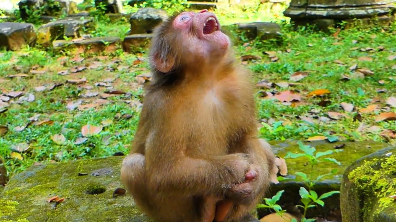 When Monkey Baila is by herself, she likes to do odd things.😍🐒