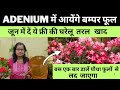 Adenium में आयेंगे बम्पर फूल जून में दें ये फ्री की घरेलू taral खाद पौधा ढेरों फूलों से लद जाएगा