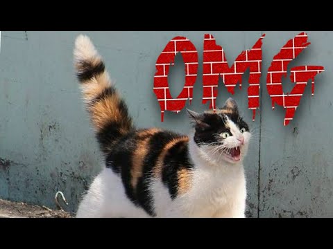 Cats meme 2020 - Cats funny || පූසන්ගේ ඉල ඇදෙන සුපිරි ආතල් ටිකක් Cats meme 2020 - Cats funny || පූසන්ගේ ඉල ඇදෙන සුපිරි ආතල් ටිකක්