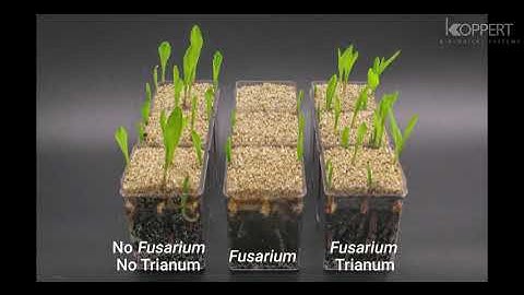 Trichoderma harzianum T22 combats Fusarium in maize plants – Koppert