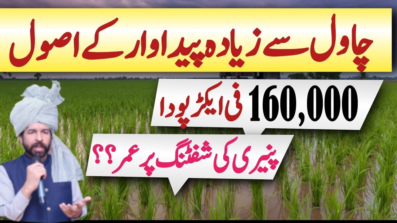 fertilizer-plan-for-rice-maximum-production-rice-ricecrop-farming