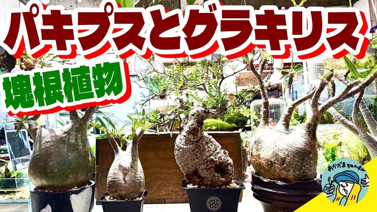 【塊根植物】パキプスとグラキリスの魅力について語ろう（塊根植物の王様はどんな植物なのか？育て方は？水やりは？光は？）