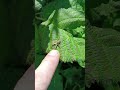 nursery web spider  Waterstown park dublin