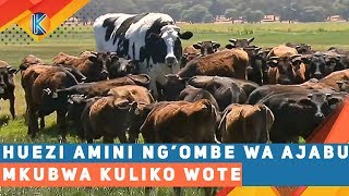 HUYU NDIE NG'OMBE MKUBWA KULIKO WOTE DUNIANI!