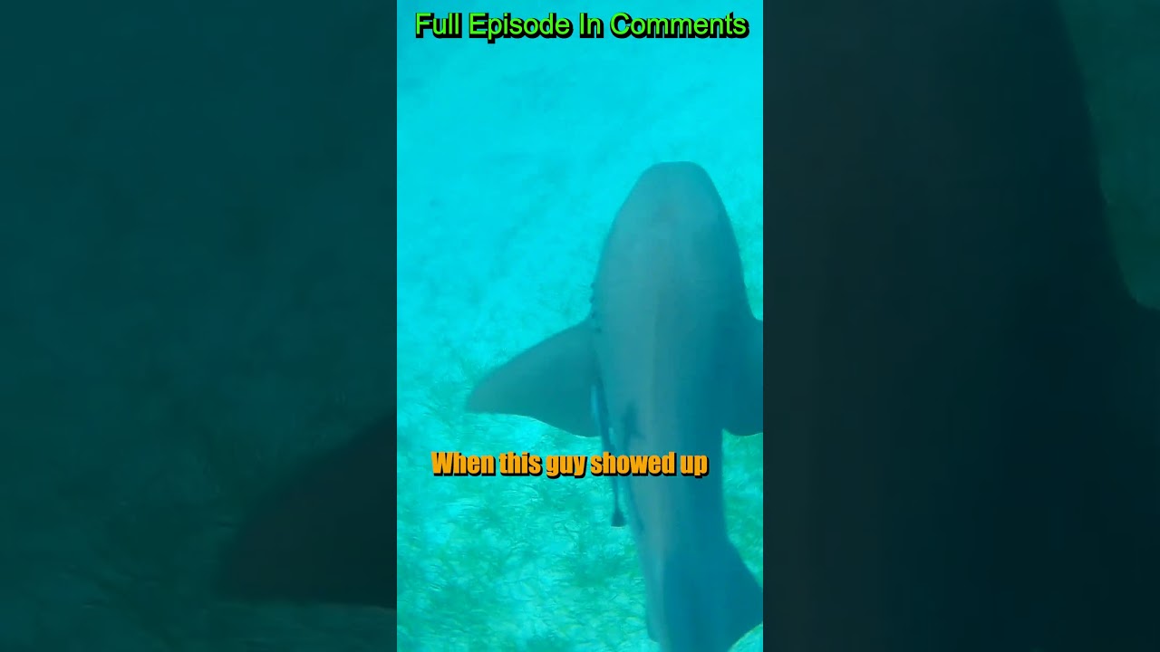 SHARK at Hoffman’s Cay Berry Islands, The Bahamas. While diving on anchor.