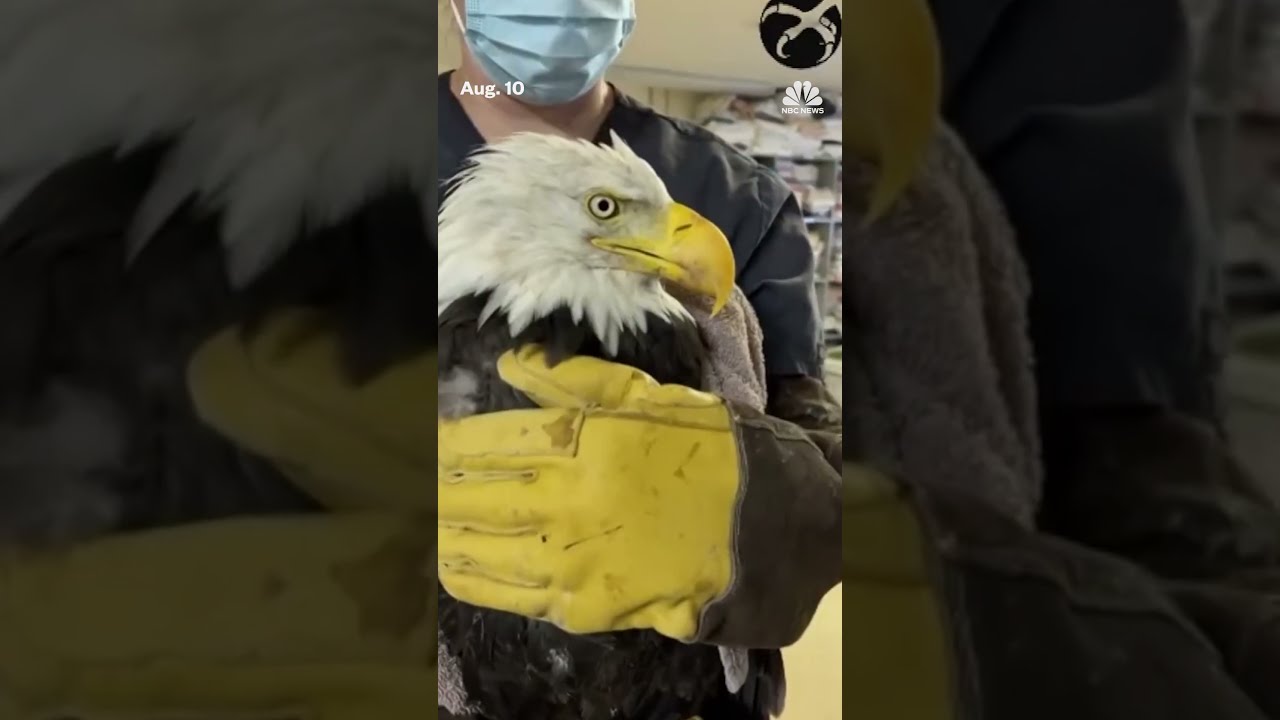 Beloved bald eagle Jackie dies after weeks of intensive care