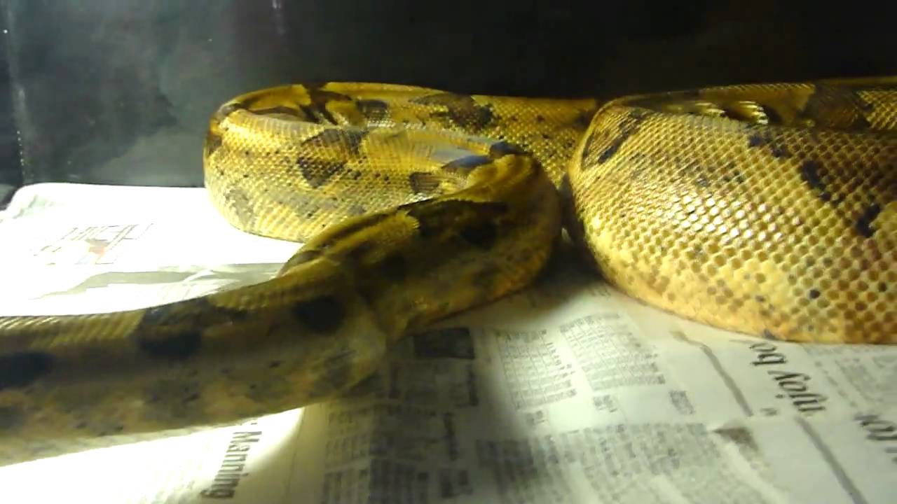 salmon fish Quick Visit With Farrah Part 2 Of 2