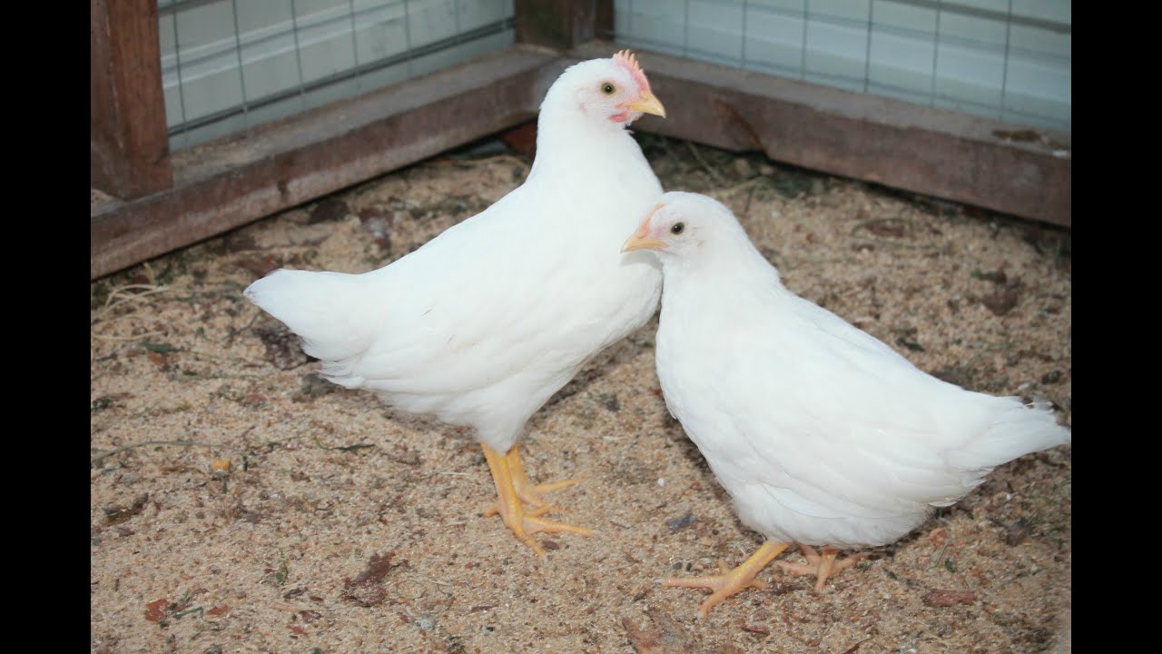 ПРОСТОЙ ПРОБИОТИК ДЛЯ ЦЫПЛЯТ ! 24 августа 2020 год. - YouTube