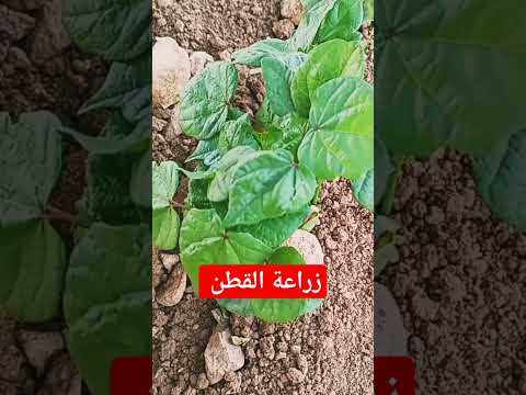 طريقة زراعة القطن