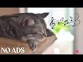 3 Hours Of Calming Music for Cats 🐈 Nighttime Sleep Tunes 😻 Cat TV 🐈 Soothing Music for Cats