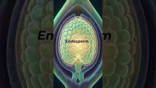 Process of double fertilisation #biology #biologyclass12 #biologyconcepts #ncert #neet #botany