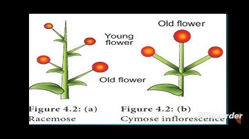 Armen takhtajan system of classification|BOT-302|Botany paper B|systematics,anatomy and development