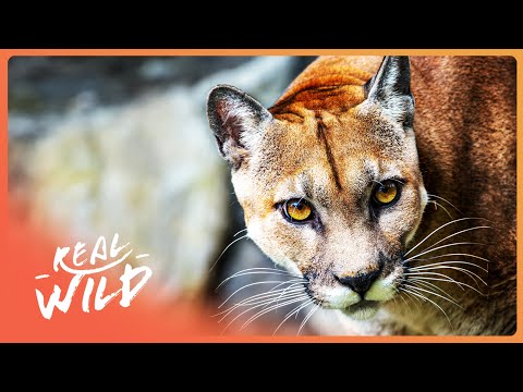 Private Tour Of San Diego Zoo: Wildlife You WON'T Want To Miss! documentary thumbnail
