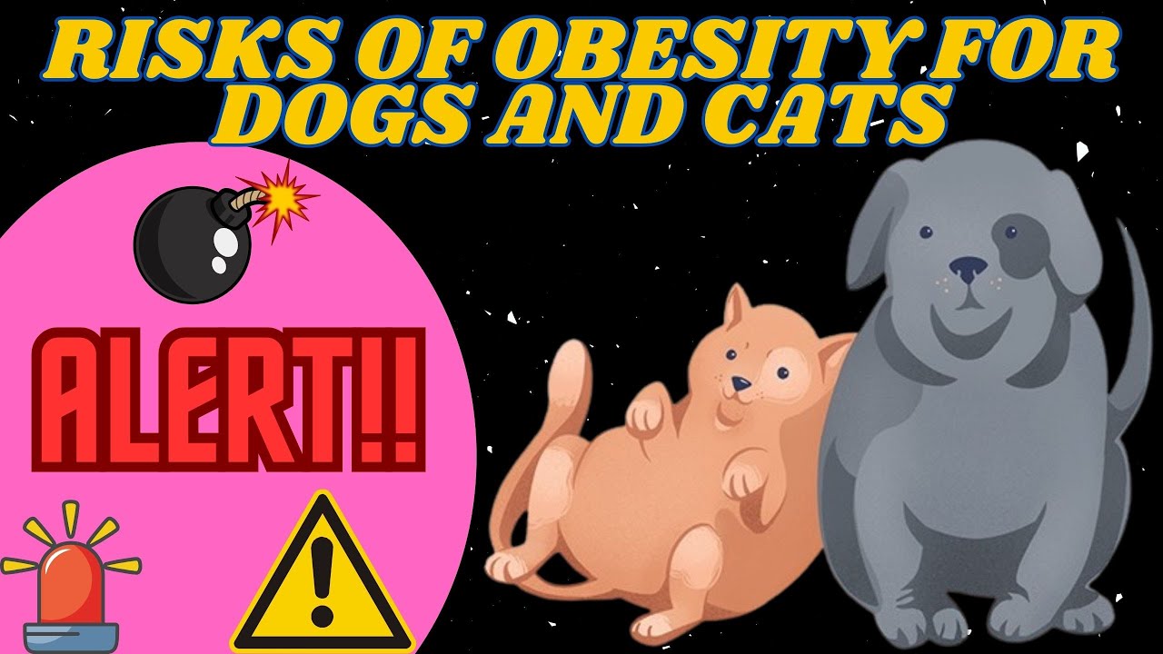 "Health Alert: The Dangers of Obesity for Dogs and Cats that Every Owner Should Know! 🚨🐾"