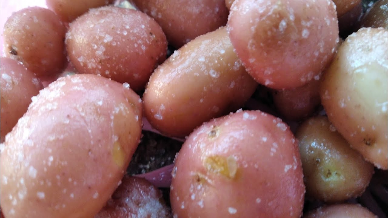 افضل أكلة في تاريخ البشرية 😋