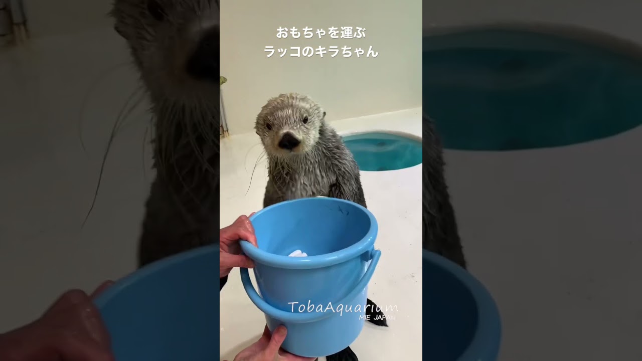 《鳥羽水族館》ラッコのキラちゃん♡おもちゃ運び♡ #ラッコ #ラッコのキラちゃん #鳥羽水族館