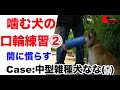 噛む犬の口輪練習②筒に慣らす【Case：中型雑種犬・なな (♀)】  PSDドッグサポートセンター　いぬプロ　inupro  犬プロ　イヌプロ　 犬のしつけ　教育　保護犬　歩行練習　リハビリ