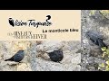 Vision turquoise  les oiseaux des visiteurs dhiver  le monticole bleu