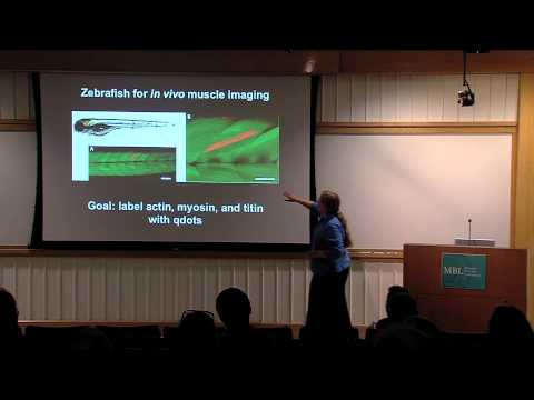 QSTORM Beth Brainerd At Woods Hole March 2012