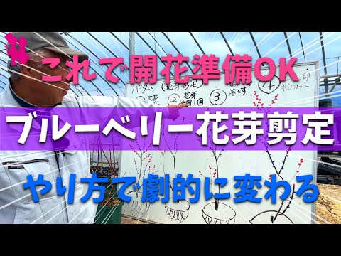 凄い、って！ブルーベリーの木 約1.5メートル 開花中！ 凄い、って！ブルーベリーの木 約1.5メートル 開花中！