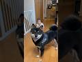 10ヶ月赤ちゃんのハイハイを見守る柴犬