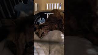#cat #usa #kitten #rescue #pets #animals #petlover #london