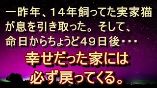 【不思議 衝撃】【ｲｲ話】一昨年、１４年飼ってた実家猫が息を引き取った。 「飼われてた家が好きな子だったら、毛皮を着替えて帰ってくるんだよ」
