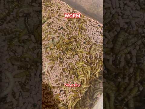 Worms #shorts #short #ytshorts #youtubeshorts