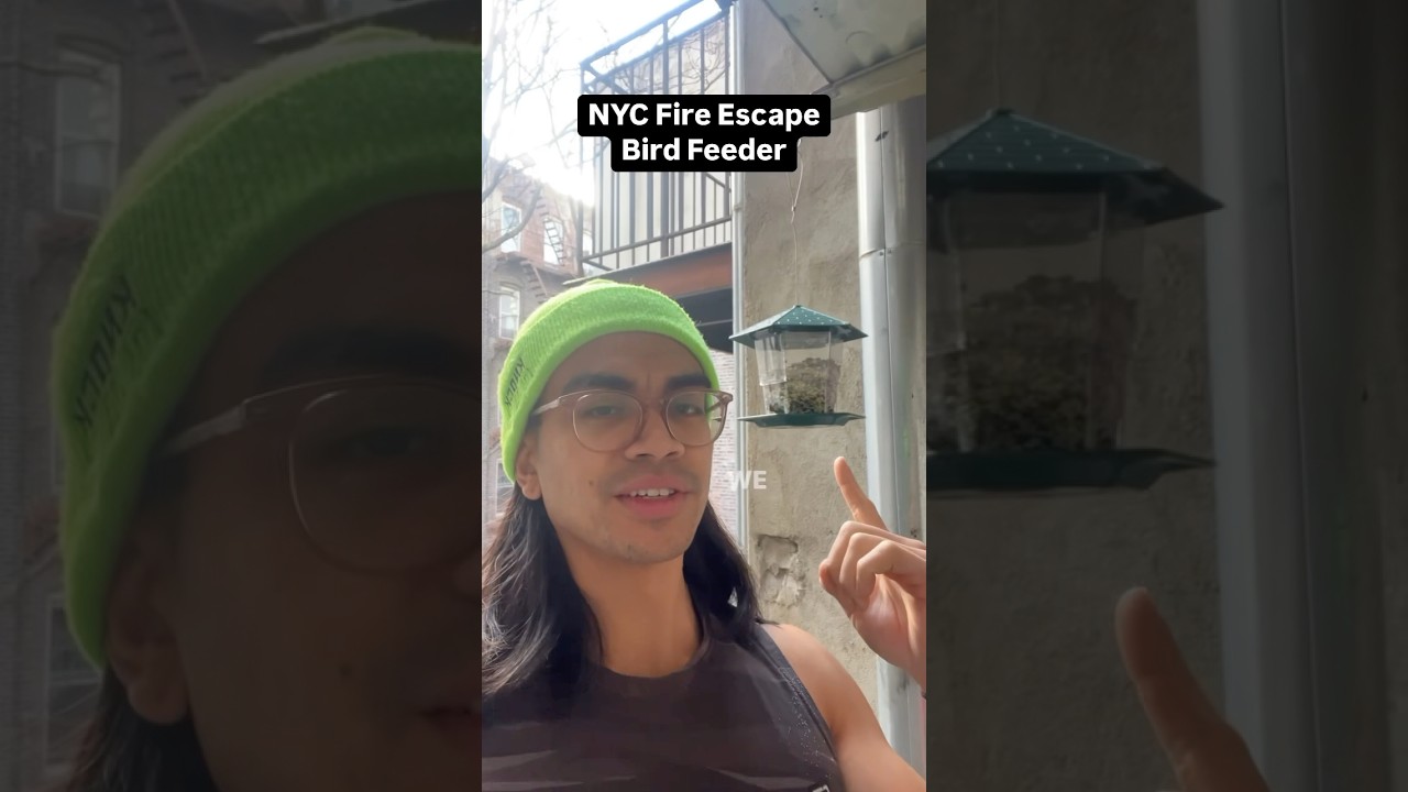 Will we only see PIGEONS in NYC? 