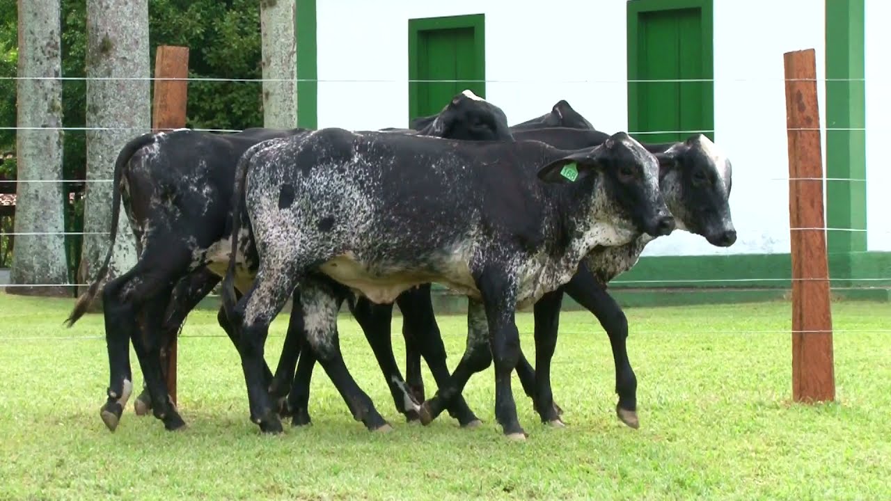 LOTE 23   77  172  168  303