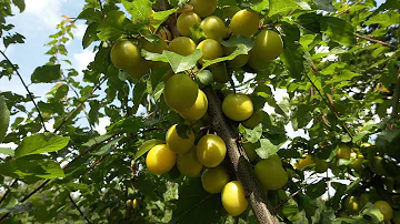 Wann blüht ein Mirabellenbaum das erste Mal?