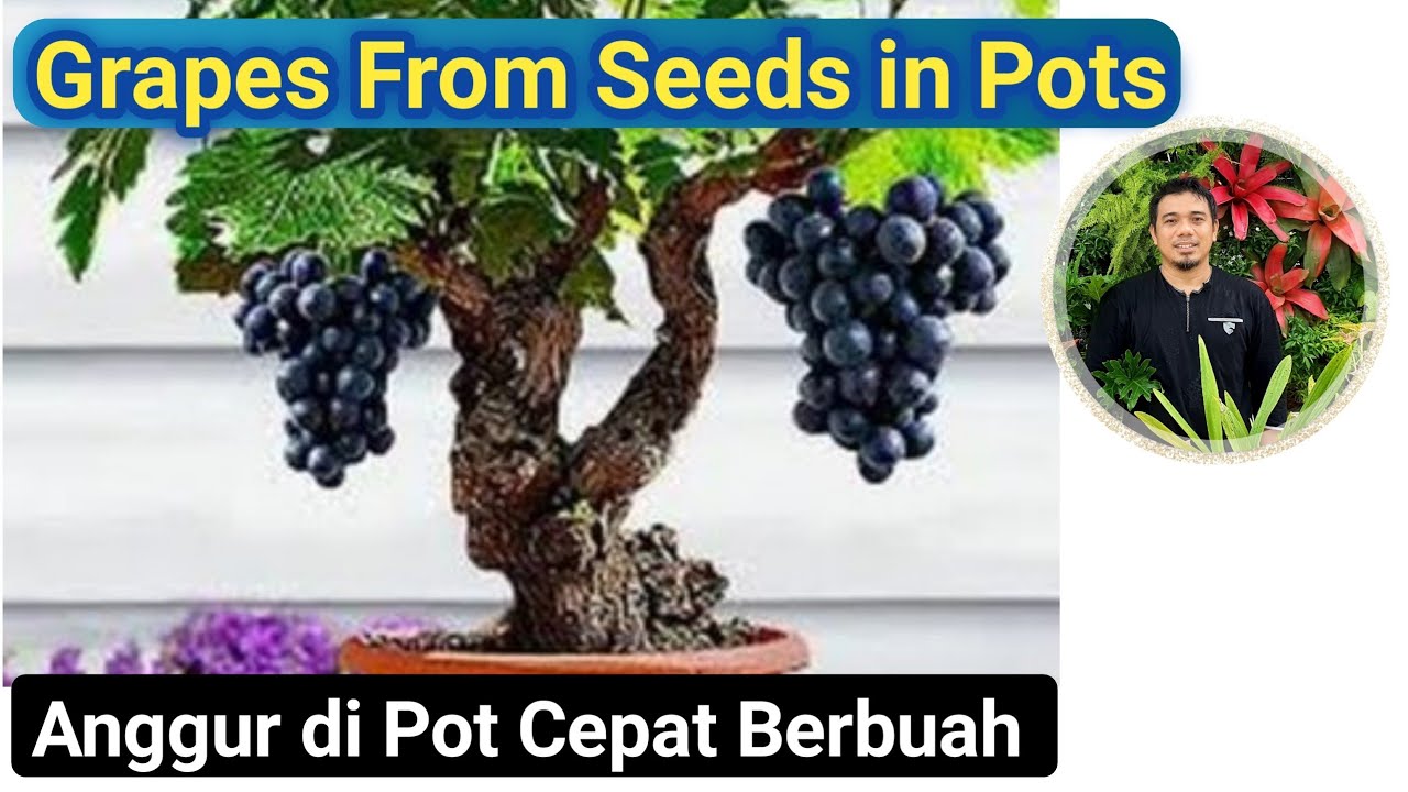 How to grow grape at home, Menanam Anggur Di Pot Cepat Berbuah, How to grow grape from Seeds,