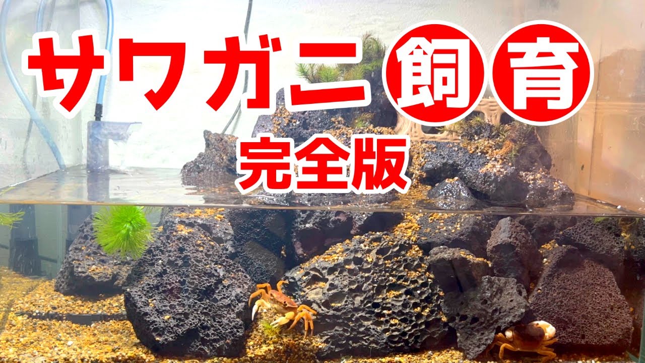 【完全版】サワガニ飼育の全て～飼育から繁殖まで！失敗しないサワガニの飼い方～　#サワガニ