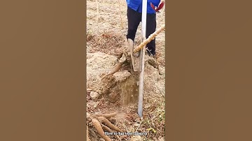 Smart woman makes cassava pulling tool #nice #machine #agriculture   #video #howto  #automobile
