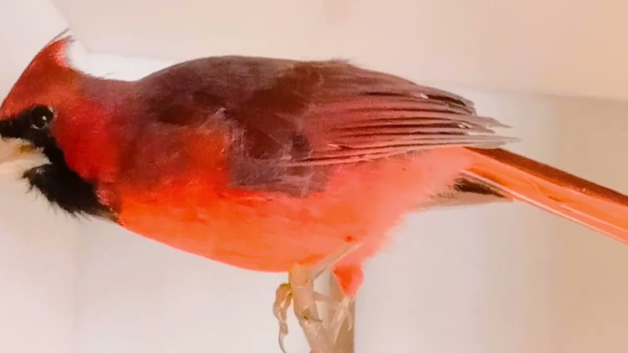 WHITE MEMORIAL BIRDS PART 2