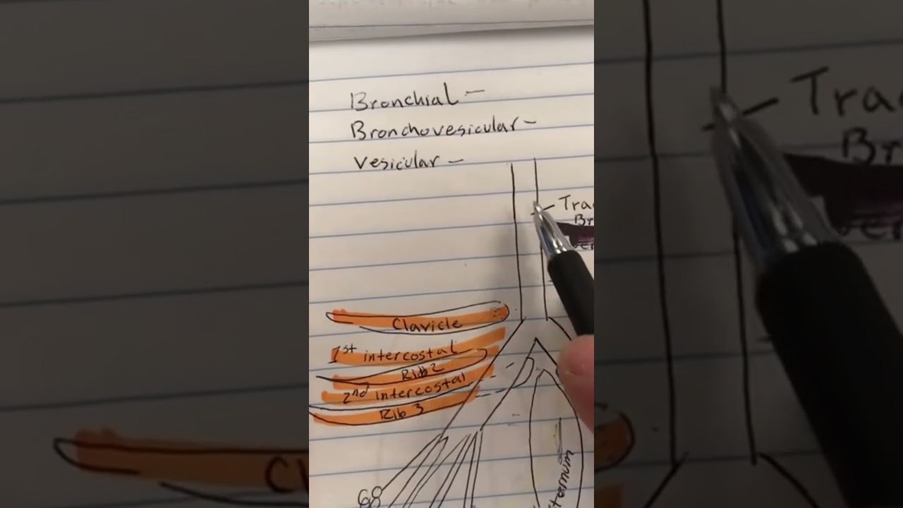 Bronchial, Bronchovesicular, & Vesicular Lung Sounds 
