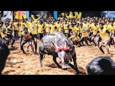 Jallikattu Explained: What Is It? When Is It? What Is The Controversy Surrounding It?