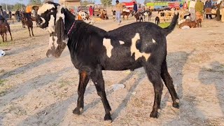 Bakra Mandi Sahiwal Ki Update 03124058010 Altafgoatfarm