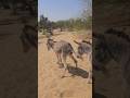 Virals Pets Foryou Nature Khota Virals Pets Foryou Nature Khota