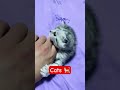 aYKA Cats 🐈 Layk 👌 #cat #shorts #cats #respect