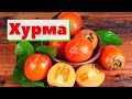 Как это сделано | Хурма | Kaki/Persimmon