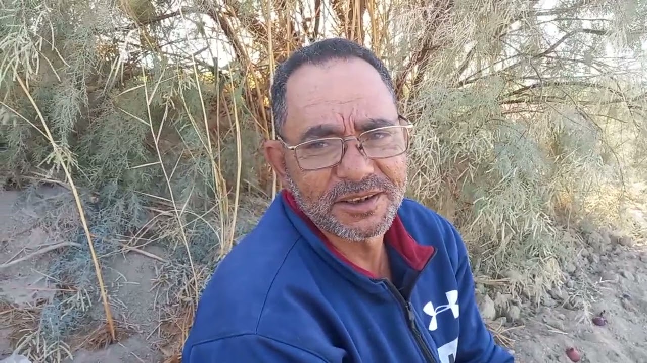 زراعة القنار( الحبة السوداء بصل ) بمركز الفرافرة..محافظة الوادى الجديد استعلام واتس فون ٠١٠١٧٨٧٣٨٢٢